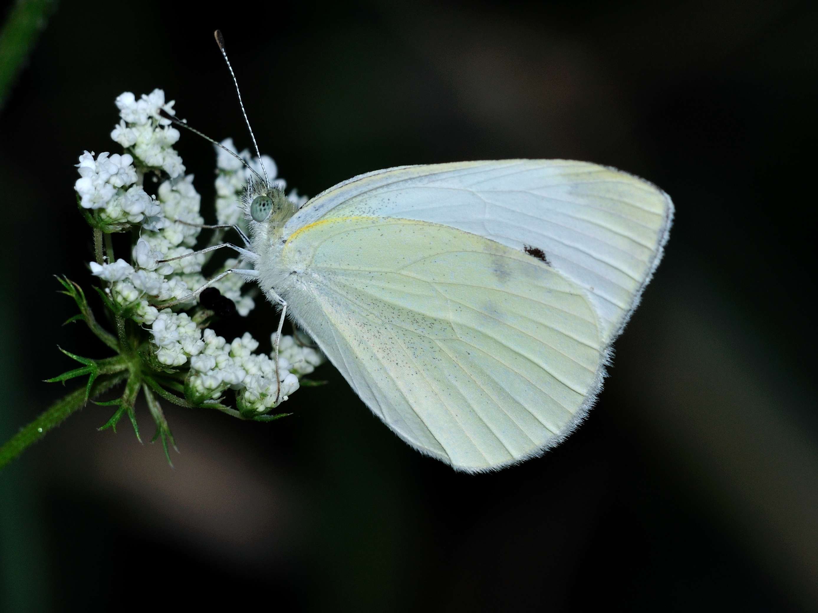 Pieris?